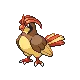 Pidgeotto — Gen IV