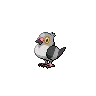 Pidove — Atual / Current
