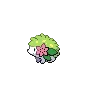 Shaymin — Atual / Current